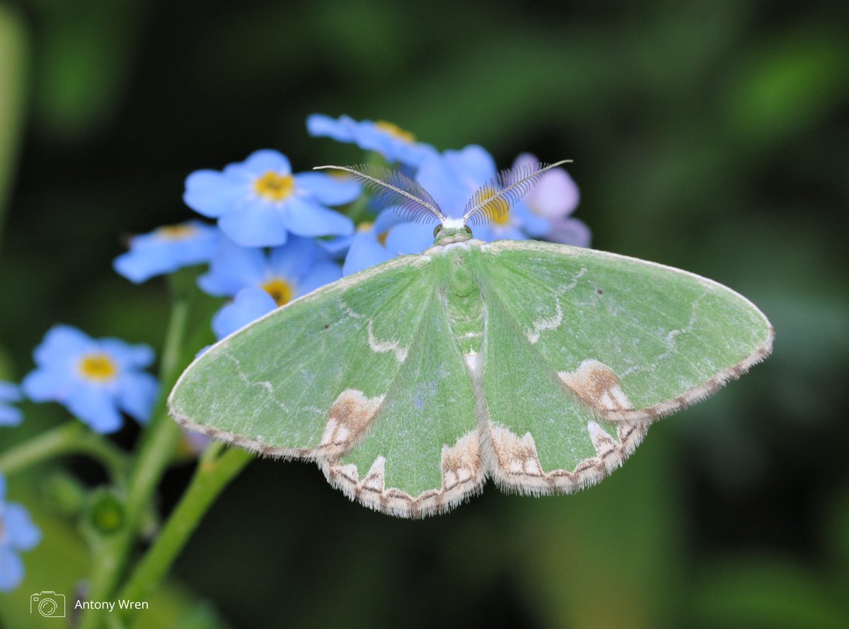 Blotched Emerald moth feeding on forget-me-not flowers. Photo credit Antony Wren