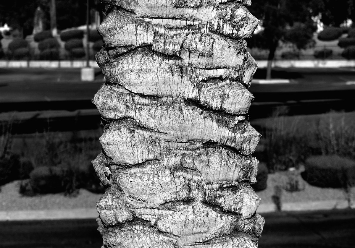 thejourneypwp's tweet photo. GM From Miami
BLEARY BACKGROUND
Miami, FL (2009)
copyright ยฉ Peter Welch
#nftcollectors #NFTartwork #NFTProject #peterwelchphoto #thejourneypwp #blackandwhitephotography #photography #blackandwhite #PalmTree #Miami #FL #CloseUp #ParkingLot #Bleary #BlearyEyed #Blurry #Blur https://t.co/sK7BGHvsMp