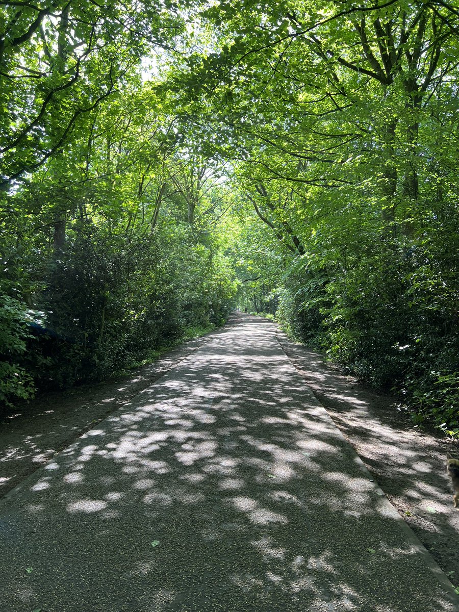 Totally different atmosphere on the Worsley Loopline now that the trees are full of leaves.
#summer