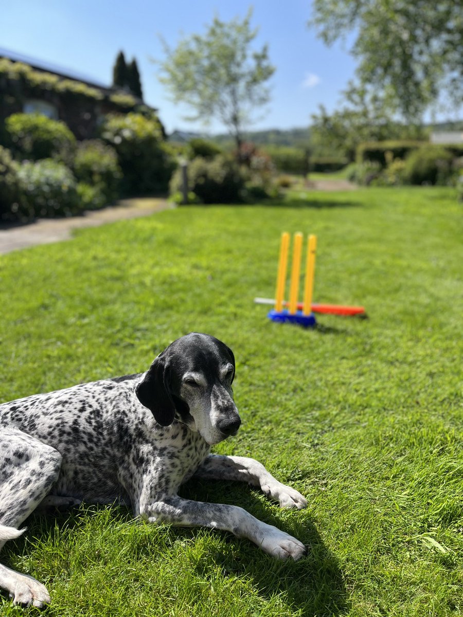 mellor_piper's tweet photo. Lazy summer days at the cricket 😝 #dogsatcricket #dogs #dogsoftwitter https://t.co/jJjsGEMIw8