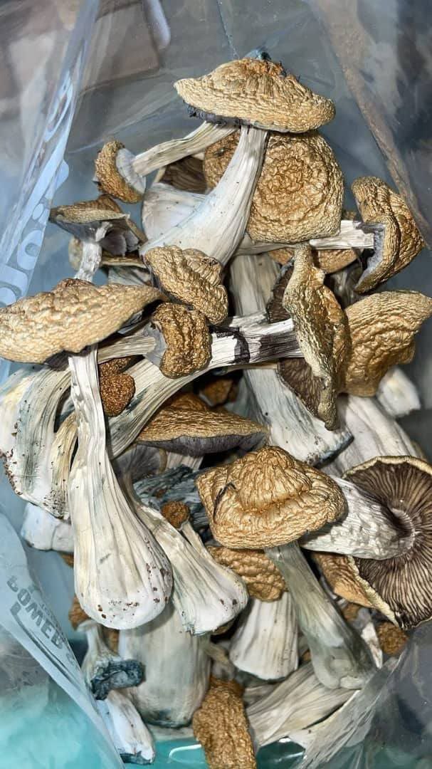 Pilze aus Wald? Denkt ihr wird gut?