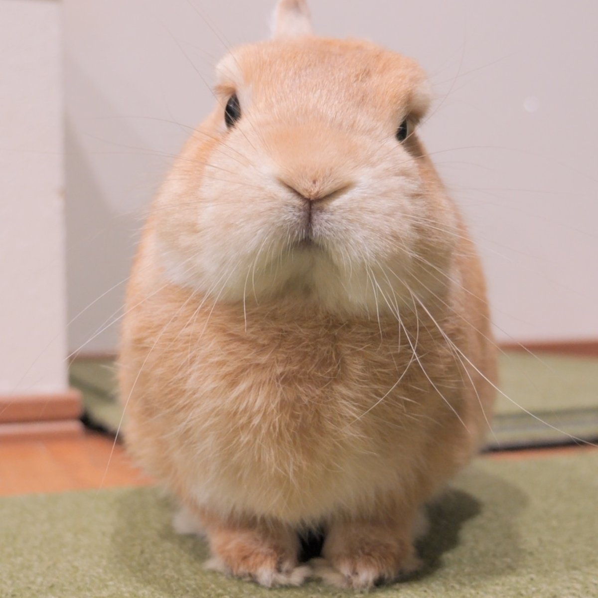 こんばんは🐰
good evening🌙

#うさぎ　#bunny