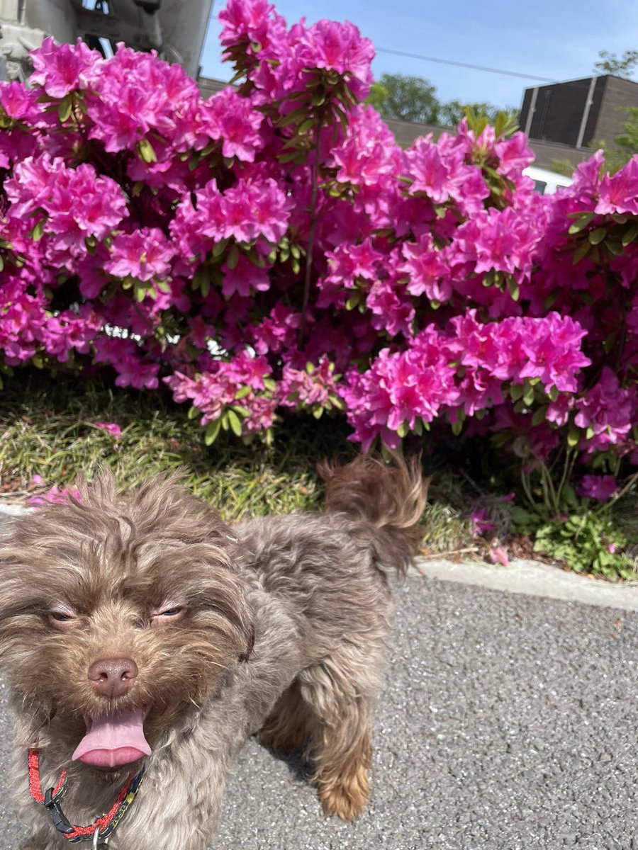 PriPriHiptheMV's tweet photo. 🍑ワンちゃん動画募集🐶
次回MV作品”おしりふりふりコーギー”に出演していただける取っておきのワンちゃんの映像を募集します！

当バンドのInstagram,TwitterのDM宛にお送りください。
形式は自由です。
応募いただいた方にはライブ会場で缶バッジとステッカーをプレゼント！

•募集期間
5/19~6/3 https://t.co/MBIljoFO9u