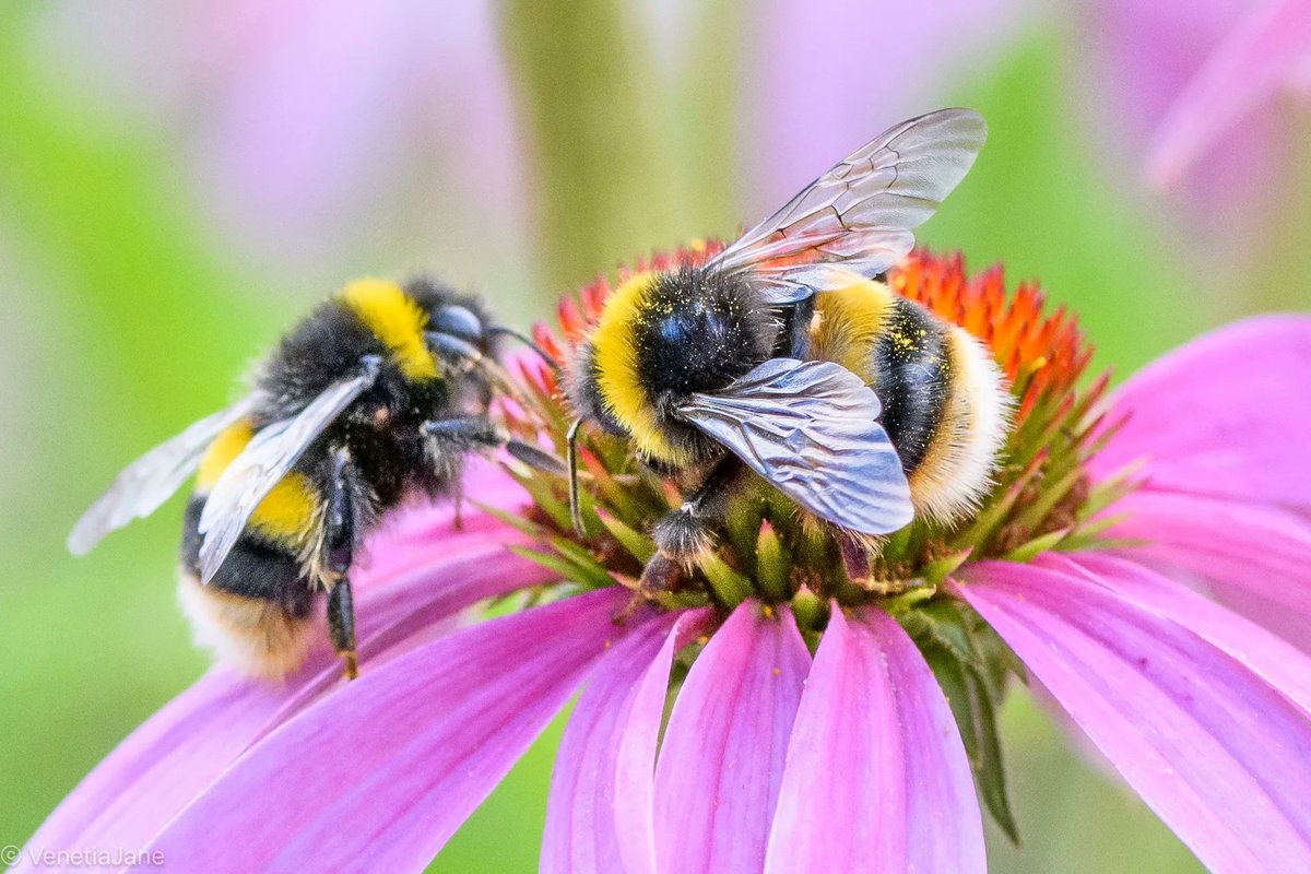 An Australian Aboriginal legend tells that when the creator god Byamee returned to the Land of Rest the bees followed &amp; the flowers withered. The elders embarked on an arduous journey to find Byamee, who rewarded them by sending back the bees and the flowers bloomed. #WorldBeeDay