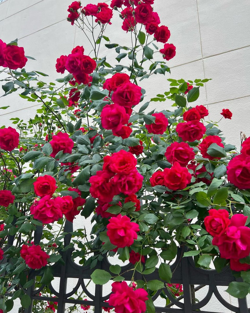 8hMYrRSYSkxYRle's tweet photo. @BOGUMMY 
Instaストーリーありがとう❤️
幸せの花束を抱え輝く未来を✨💕

보검씨의 행복을 공유시켜주세요❣️ 

#BOGUMMY
#박보검
#bugummy 
#空を見上げてごらん
#繋がってる https://t.co/ZzTPVY6zWR