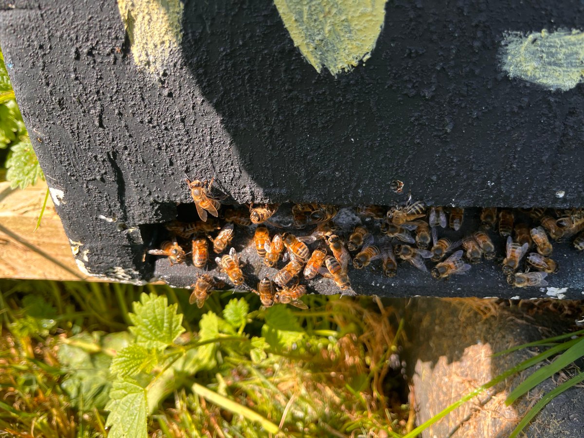 It’s World Bee Day today! Celebrate all things buzzy!!
Here’s some pics of our bees and a beekeeper!
If you fancy learning more feel free to get in touch hedgerow-honey.co.uk #beesareamazing #beespollinate #localhoney #lovebees #lovehoney #beefarmingapprentice