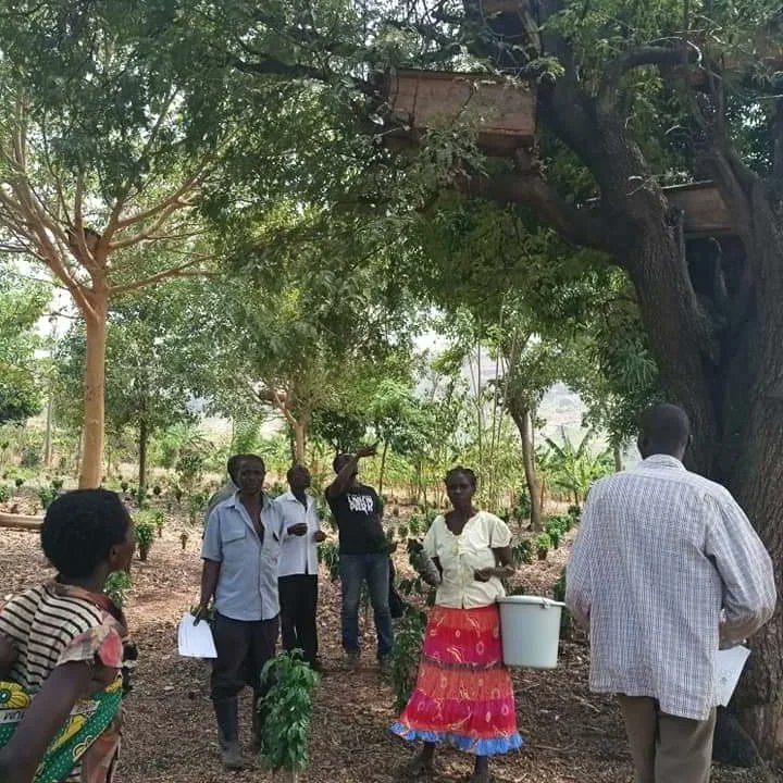 CoffeeHoneyCoop's tweet photo. On #WorldBeeDay🐝, Here's how #Beekepers who have integrated coffee & bees on their farms are earnings additional income from #Honey #food security
Since Coffee being a perennial crop it's harvested once in the year meaning small farmers have wait 4 over 6months without #money https://t.co/0c1mApgy3I