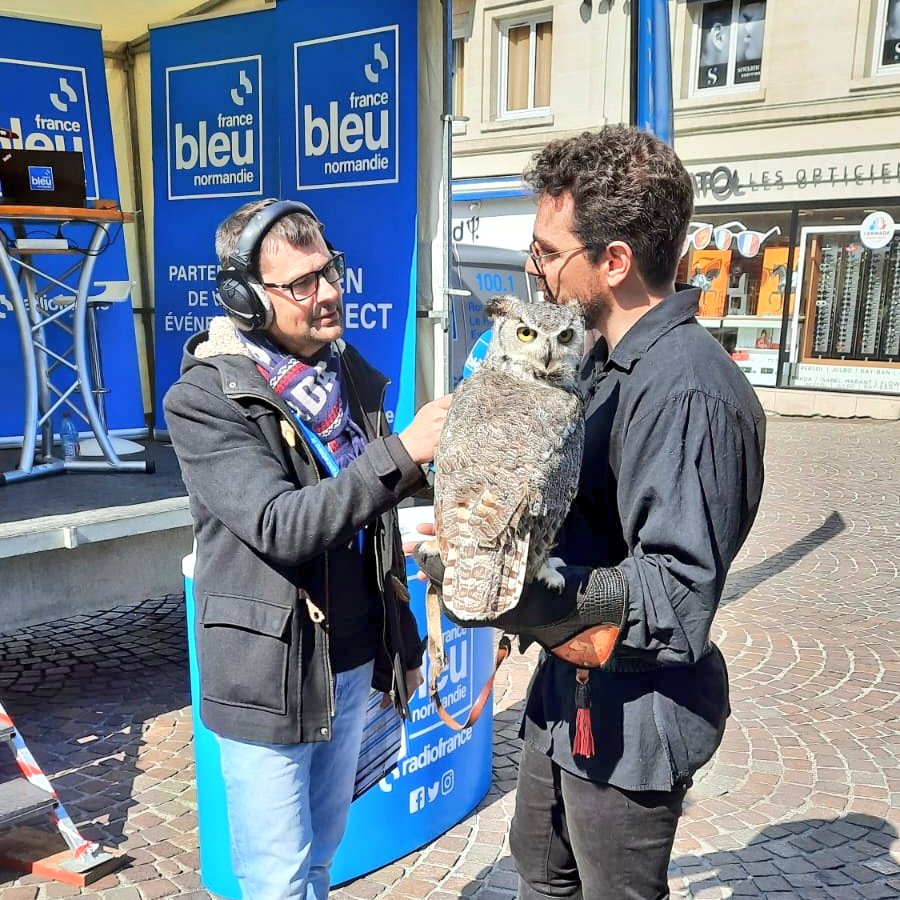 Démonstrations de vols de rapaces !