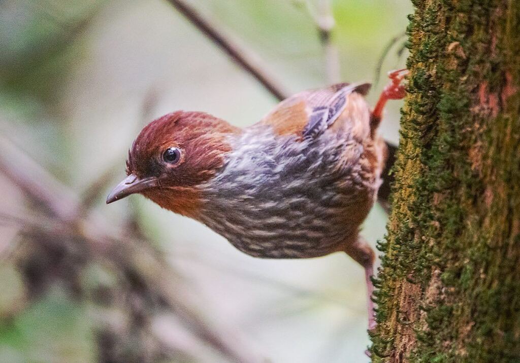 This Taiwan endemic bird was shot in Fenqihu. It was often heard but not seen & I finally managed to get a shot when it flew really close for a split second. Light was really low then & I could not get a good view of it’s barred wing & the colours are mu… instagr.am/p/CsdgZ-0xpA-/