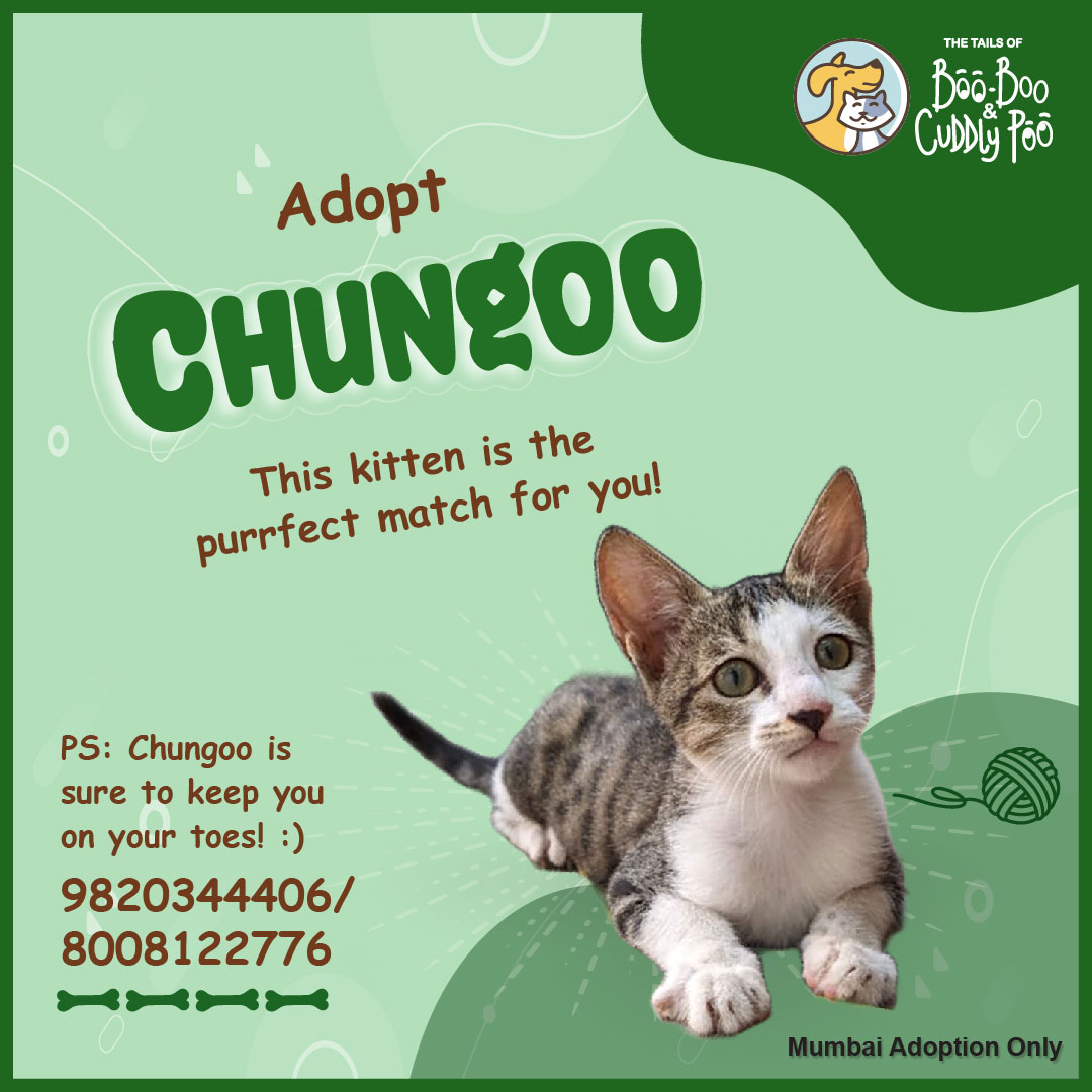 BooBooCuddlyPoo's tweet photo. Looking for a furry companion to brighten your days? This adorable kitten is waiting to be adopted and become your perfect match. Open your heart and home to this lovable bundle of joy. 🏡❤️😺 #AdoptDontShop #PerfectMatch https://t.co/9VNzatPEIf
