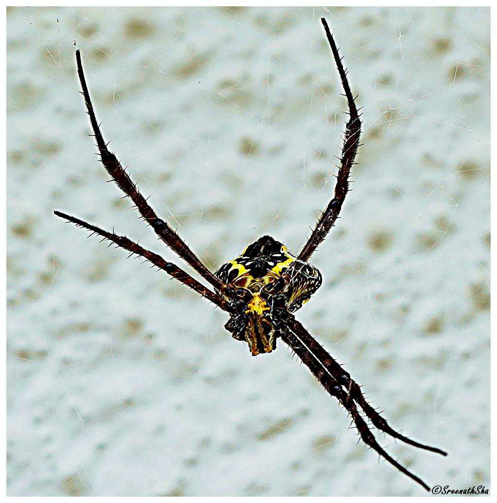 That face....that stare....found hanging on its web attached to some pea vines in #Kerala #India. Anyone knows the sceintific name and details of this Spider? 
#Arachnologist #Arachnology #spider #nature #world #photography #PHOTOS