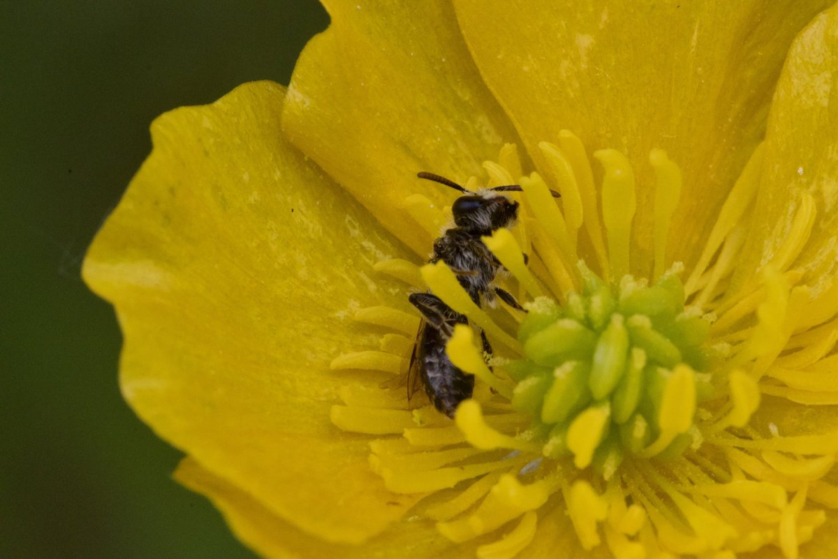 Happy #WorldBeeDay2023 a sleeping bee in a buttercup seemed perfect! #TwitterNatureCommunity #CTNatureFans #macrophotography #beeday