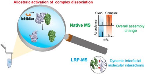 Structural Mass Spectrometry Probes the Inhibitor-Induced Allosteric Activation of CDK12/CDK13-Cyclin K Dissociation

<a href="/J_A_C_S/">J. Am. Chem. Soc.</a> <a href="/isciverse/">Top Science</a> #Chemistry #ChemTwitter #chemed #scicomm #news #Technology #Tech #NewsBreak #research #science #AcademicTwitter

pubs.acs.org/doi/10.1021/ja…