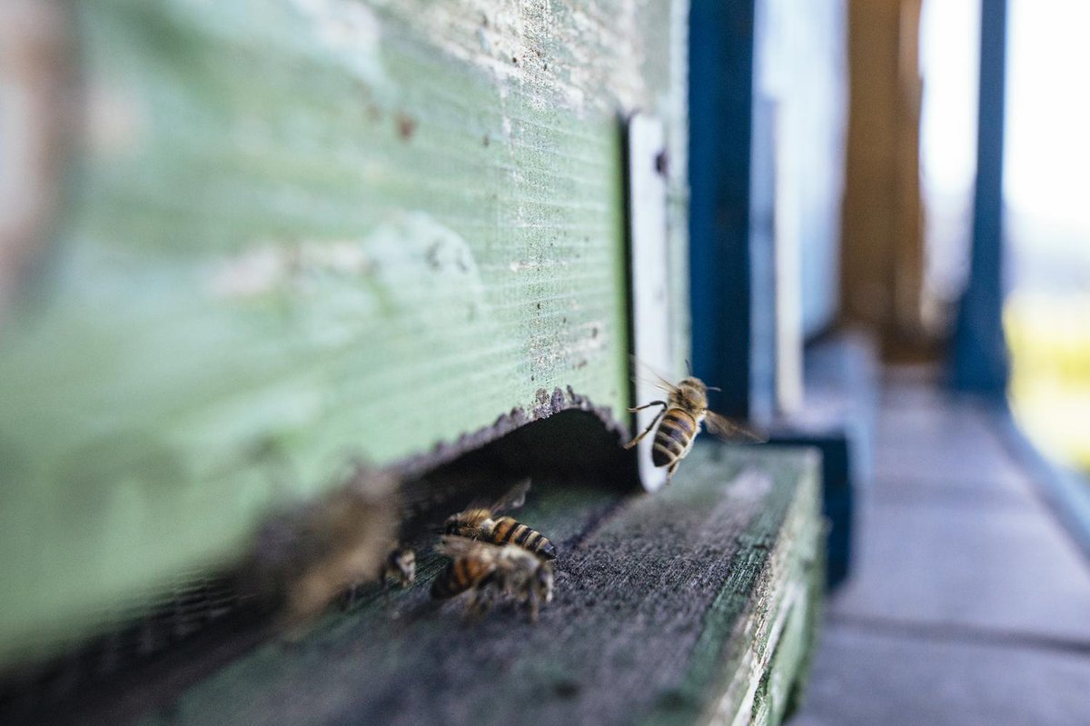 🐝 Today we celebrate #WorldBeeDay! These small and tireless workers make an important contribution to our ecosystem. With passion and commitment, South Tyrolean beekeepers take care of them all year round ❤️ Discover their world 👉 link.suedtirol.info/honey-from-sou…