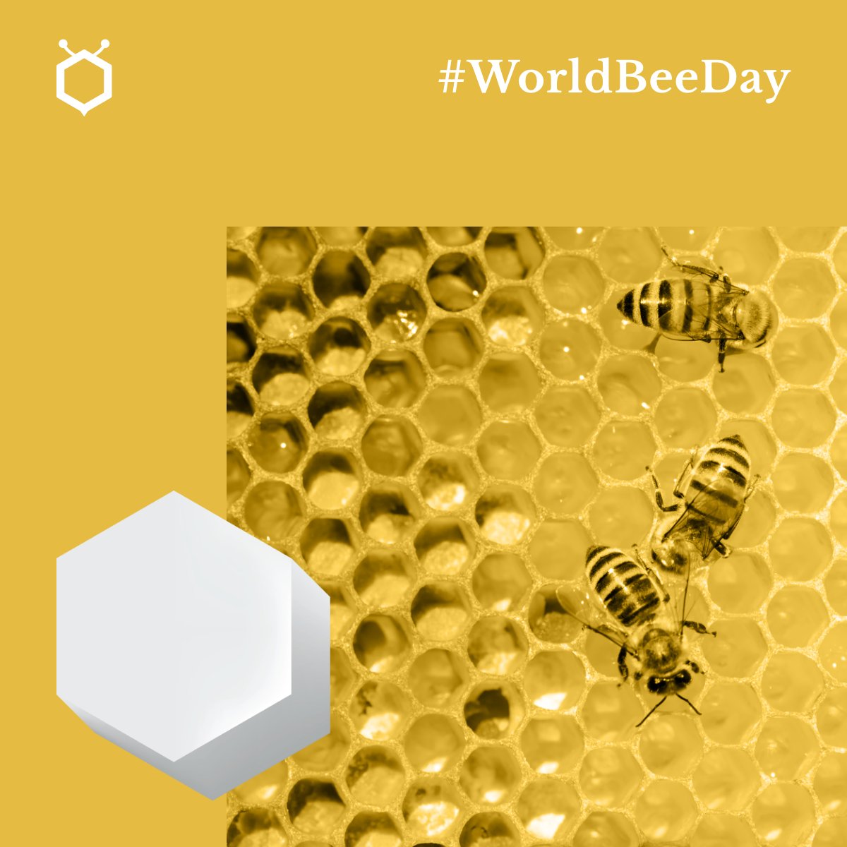 🐝 Today is #WorldBeeDay! 🐝 
Why did we choose bees as our symbol? 
🌷 We draw inspiration from bees' beneficial, reliable, and well-coordinated traits. 
Our mission: guide clients to success while making a positive impact on the world, just like bees do. #Bees #Inspiration