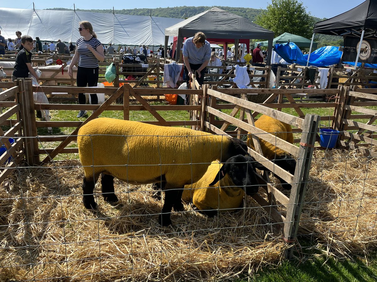 wendyburn's tweet photo. A trip to  #otleyshow today. Best weather yet of the many years we have been. And who knew there are orange sheep?  🐑 🐄 🐎 ☀️ https://t.co/0E3zSSpAKT
