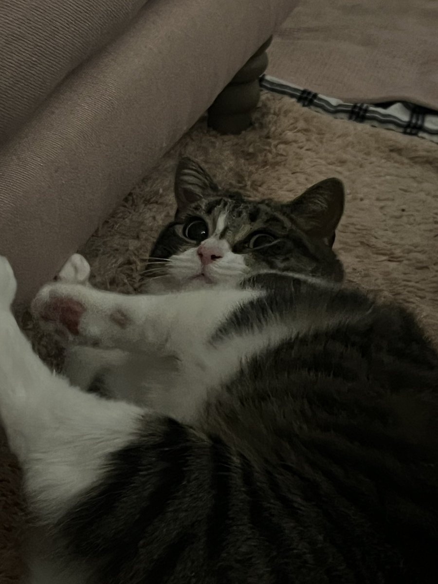 robbie (normal) tweet media