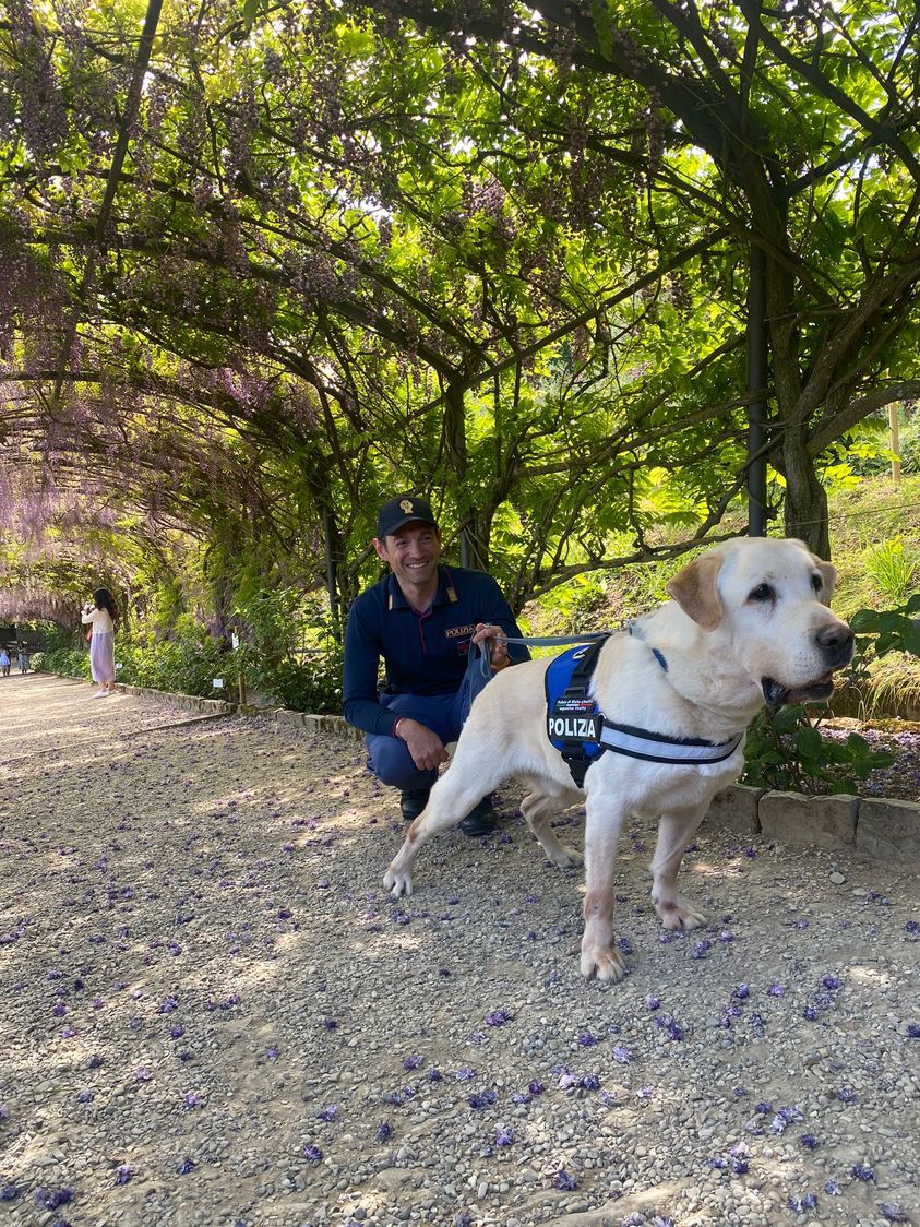 Attenzione che Holly oggi è in servizio tra i glicini di un parco di Firenze insieme a Francesco. E chissà cosa troverá!🐶
#essercisempre #21maggio #lamiciziaèunacosaseria