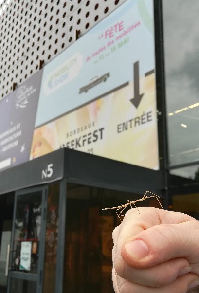 AssoMandora's tweet image. Un Pickett à l’entrée du festival !! 😱 #botruc #lesanimauxfantastiques #bordeauxgeekfest