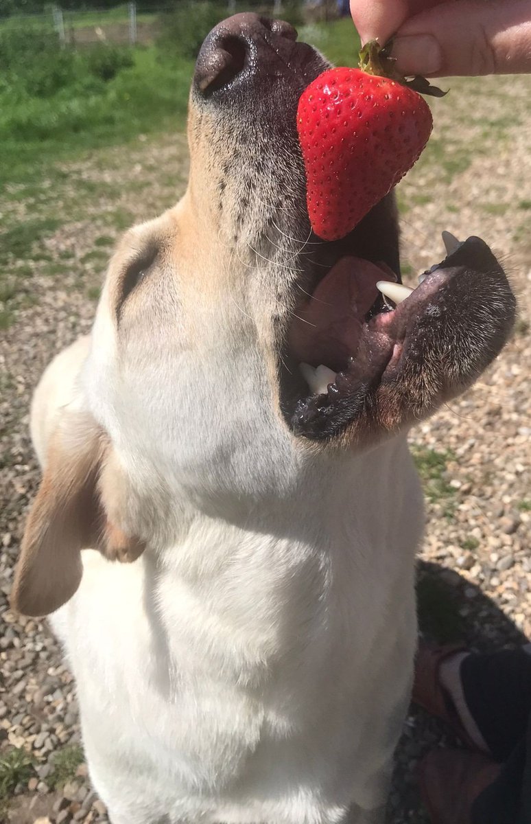 Limpy Lab Max on Twitter "Outside in the sunshine being fed