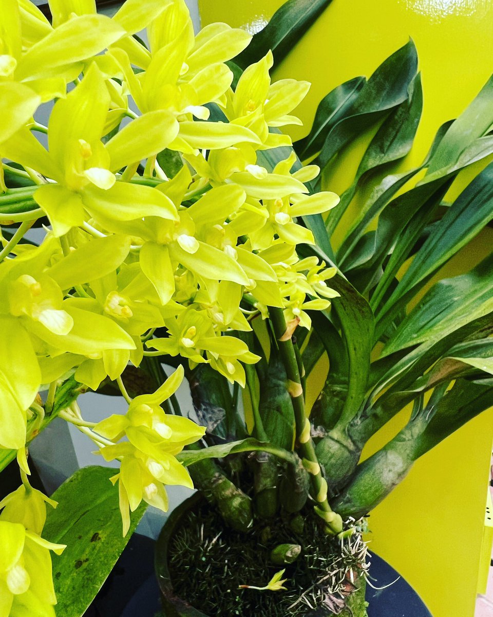 Grammatophylum Citrinum, #orchid #orchids #orchidlover #orchidlovers #orchidflower #orchidworld #orchidshow #orchidshare #orchidsofinstagram #orchidlove #orchidspecies #anggrek #anggrekbulan #anggrekindonesia #anggrekmurah #anggrekbulanmurah #anggrekjogja