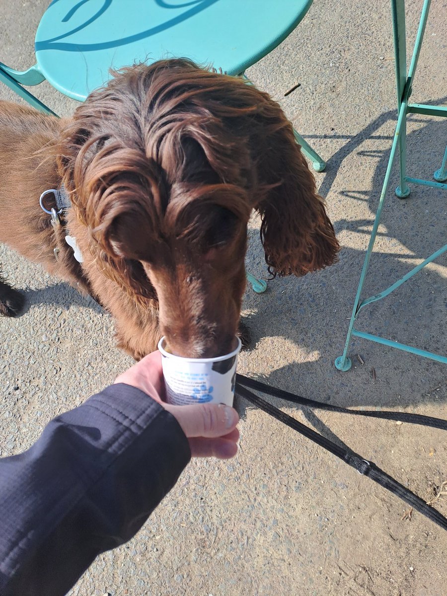 @Heatherkm22 @HearingDogs @321SaZ123 @VolTeamHDogs An off duty @HearingDogs Rico enjoying a dog friendly ice cream in Cheam Park this morning.