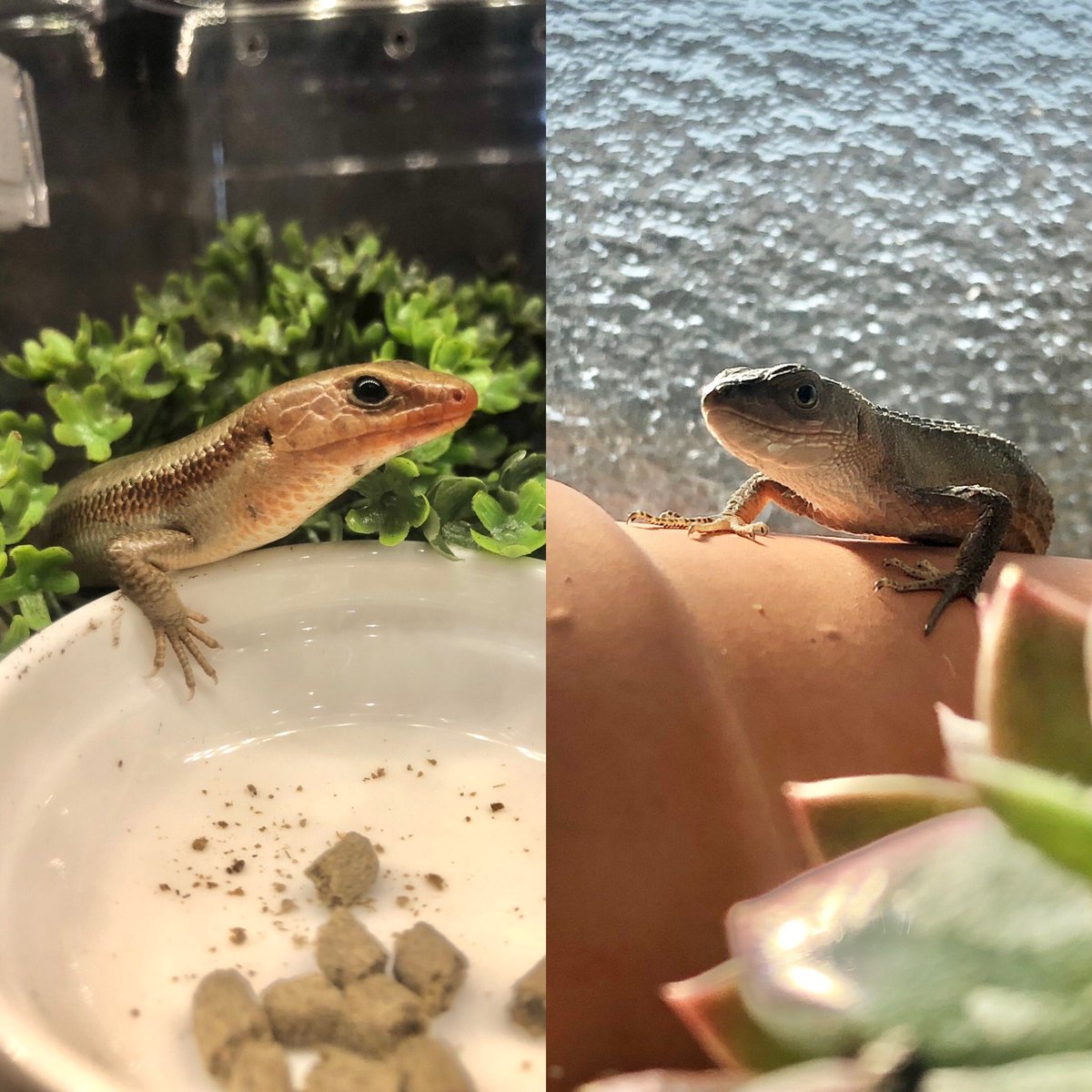ぴすけ@🦎はちゅ垢🐢 tweet media