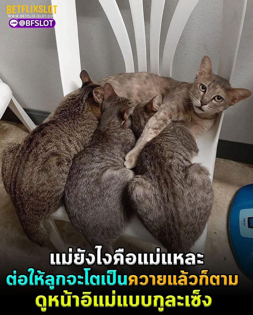 pwittaya's tweet photo. แม่ยังไงก็คือแม่ ถึงลูกจะโตเป็นควายแล้วก็ตาม https://t.co/7Y6juB4r5h