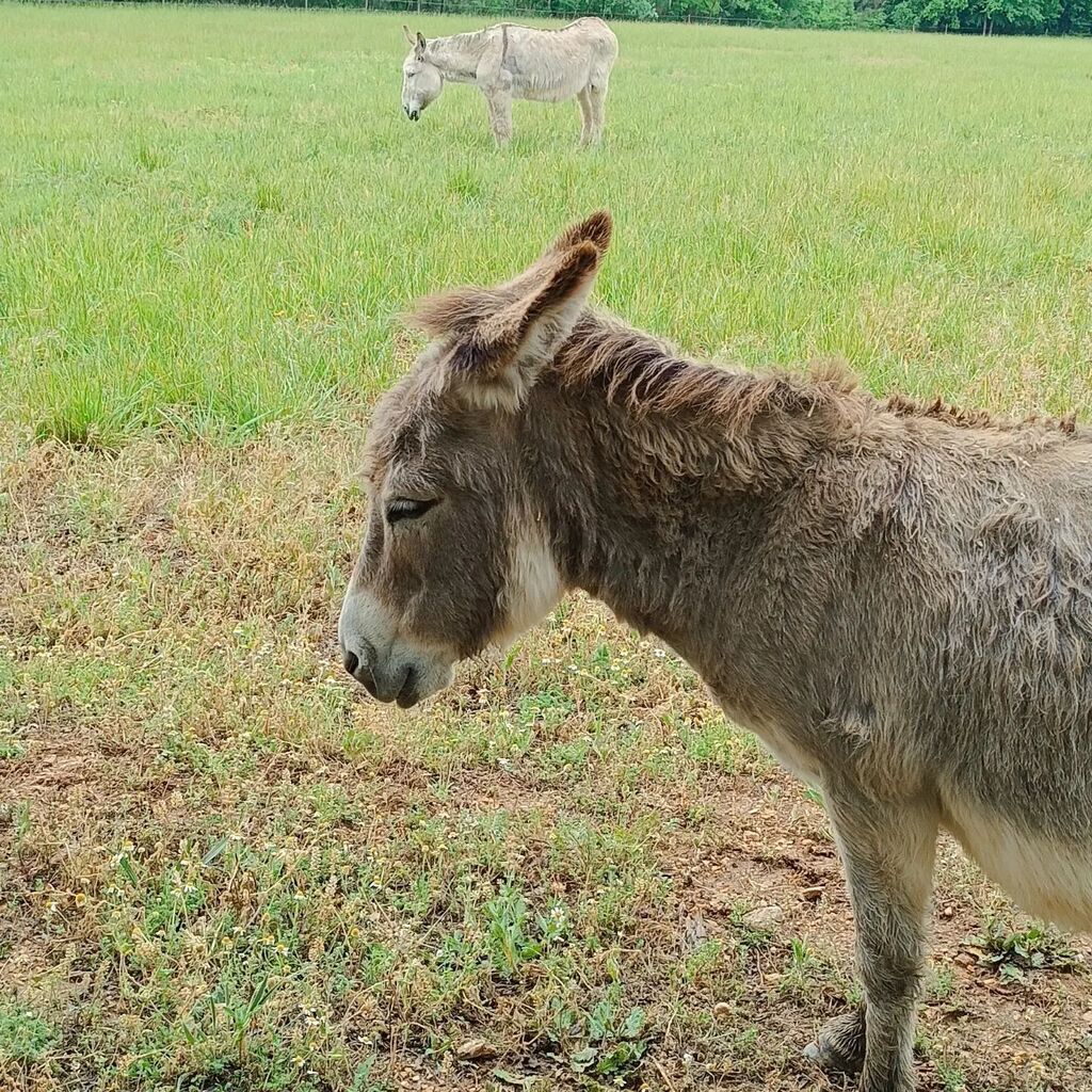 D(u)os d'ânes

#ane #anes #donkey #donkeys
#donkeylove #provence instagr.am/p/CsdeJwNoIB-/