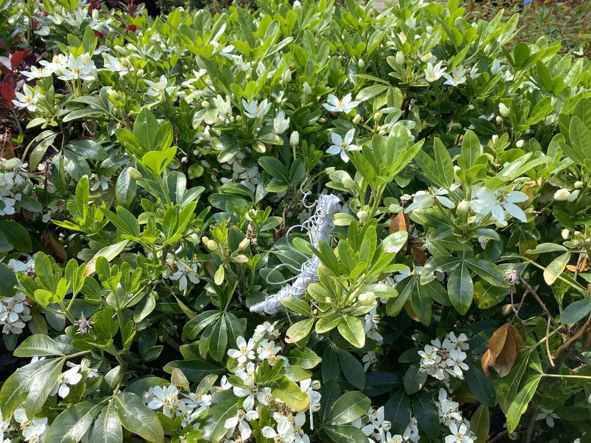 EBprimarysch's tweet image. Year 3 Art - 3D Sculpture
This has been one of our favourite art units so far this year. Inspired by the work of Louise Bourgeois, the children have combined form and texture to create 3D insects. Then they installed them in the environment! @Curriculum_USP @jane_janieryder