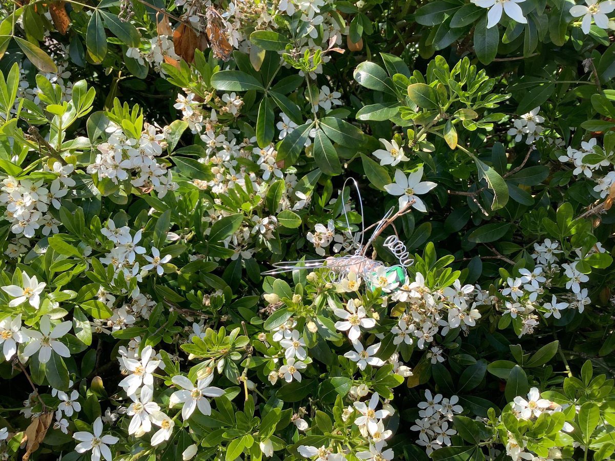 EBprimarysch's tweet image. Year 3 Art - 3D Sculpture
This has been one of our favourite art units so far this year. Inspired by the work of Louise Bourgeois, the children have combined form and texture to create 3D insects. Then they installed them in the environment! @Curriculum_USP @jane_janieryder