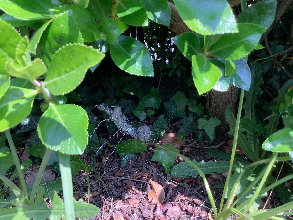 EBprimarysch's tweet image. Year 3 Art - 3D Sculpture
This has been one of our favourite art units so far this year. Inspired by the work of Louise Bourgeois, the children have combined form and texture to create 3D insects. Then they installed them in the environment! @Curriculum_USP @jane_janieryder