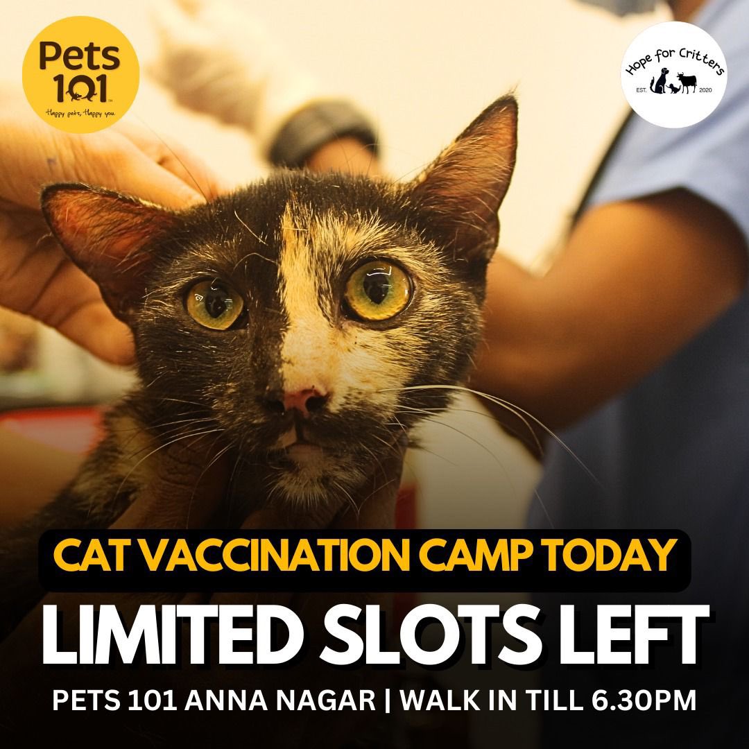Last 2 hours before you can walk in and get your community cats vaccinated.

Please do drop by with them cattos and kittens. 

Where? - Pets101 Anna Nagar 

#HopeForCritters #CatVaccinationDrive