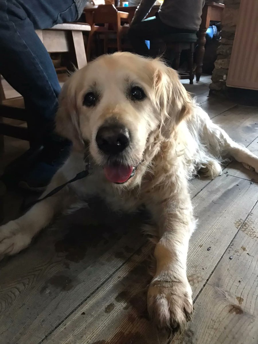 TotalSwindon's tweet photo. Did you know that #Swindon is home to lots of dog-friendly pubs? 🐶🐾
Our Total pups have done their research to find the most pawsome dog-friendly pubs in and around Swindon for you 👉 https://t.co/owyH5ENHy4 https://t.co/DRwOByQvKj