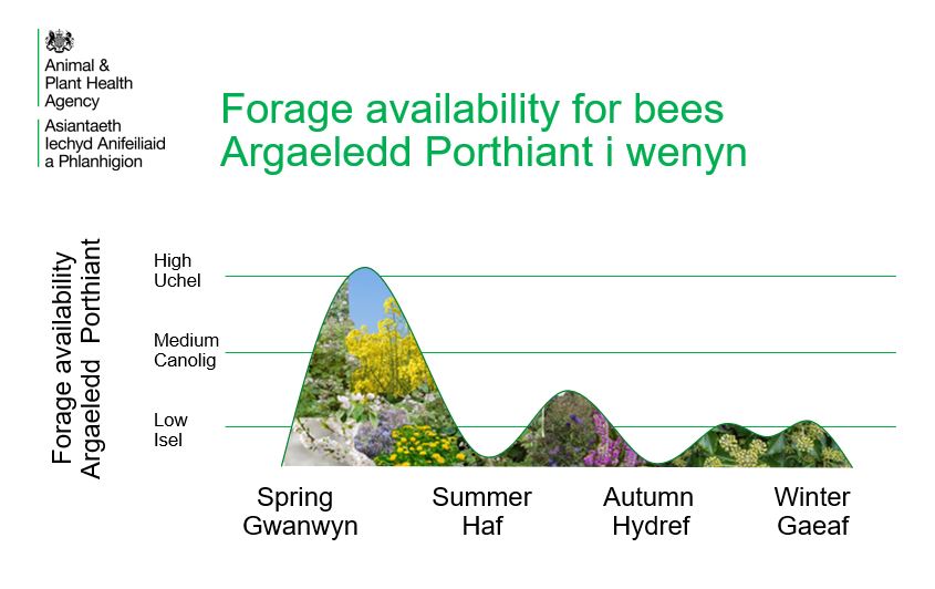 Honey bees need food.
Mae angen bwyd ar wenyn mêl.
 @nationalbeeunit_apha instagram.com/p/CsdmUskNbc6/…