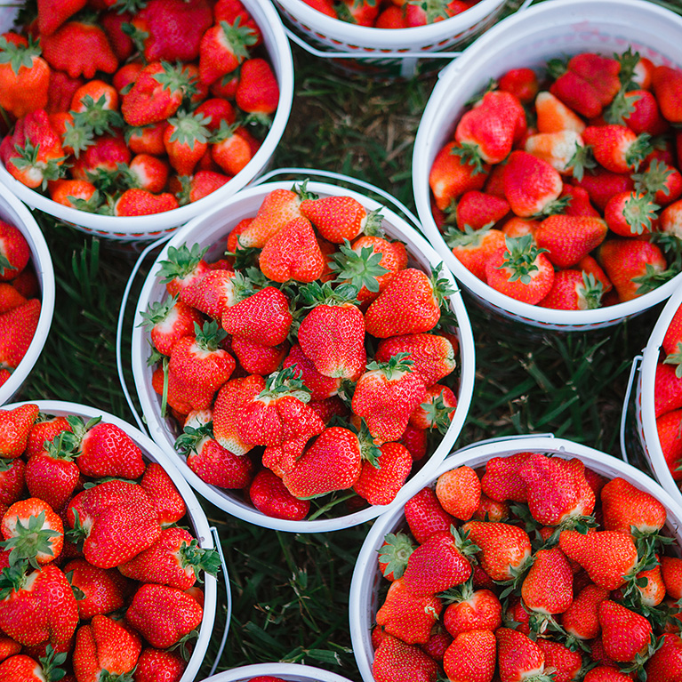 Myagentknows's tweet photo. Go out and pick some strawberries today for National Pick Strawberries Day! π
#myagentknows #teamremarkable #strawberries https://t.co/lmbojwqdZz