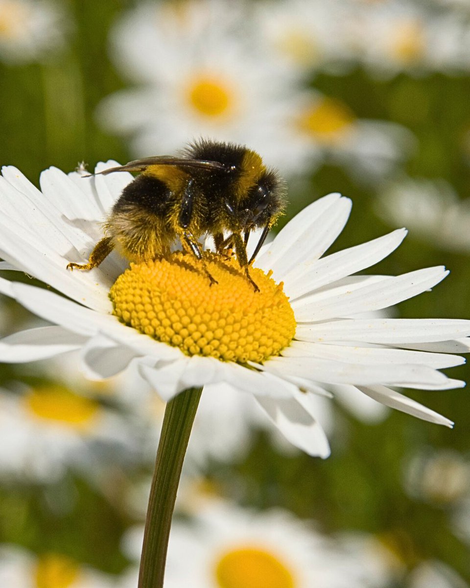 Bees don’t discriminate 🐝
 
They love all plants, whether it be a humble dandelion or a fragrant rose. You can help them by making sure you grow a mixture of plant species and have something in flower at all times of year.
 
Tell us how you care for the bees this #WorldBeeDay 👇