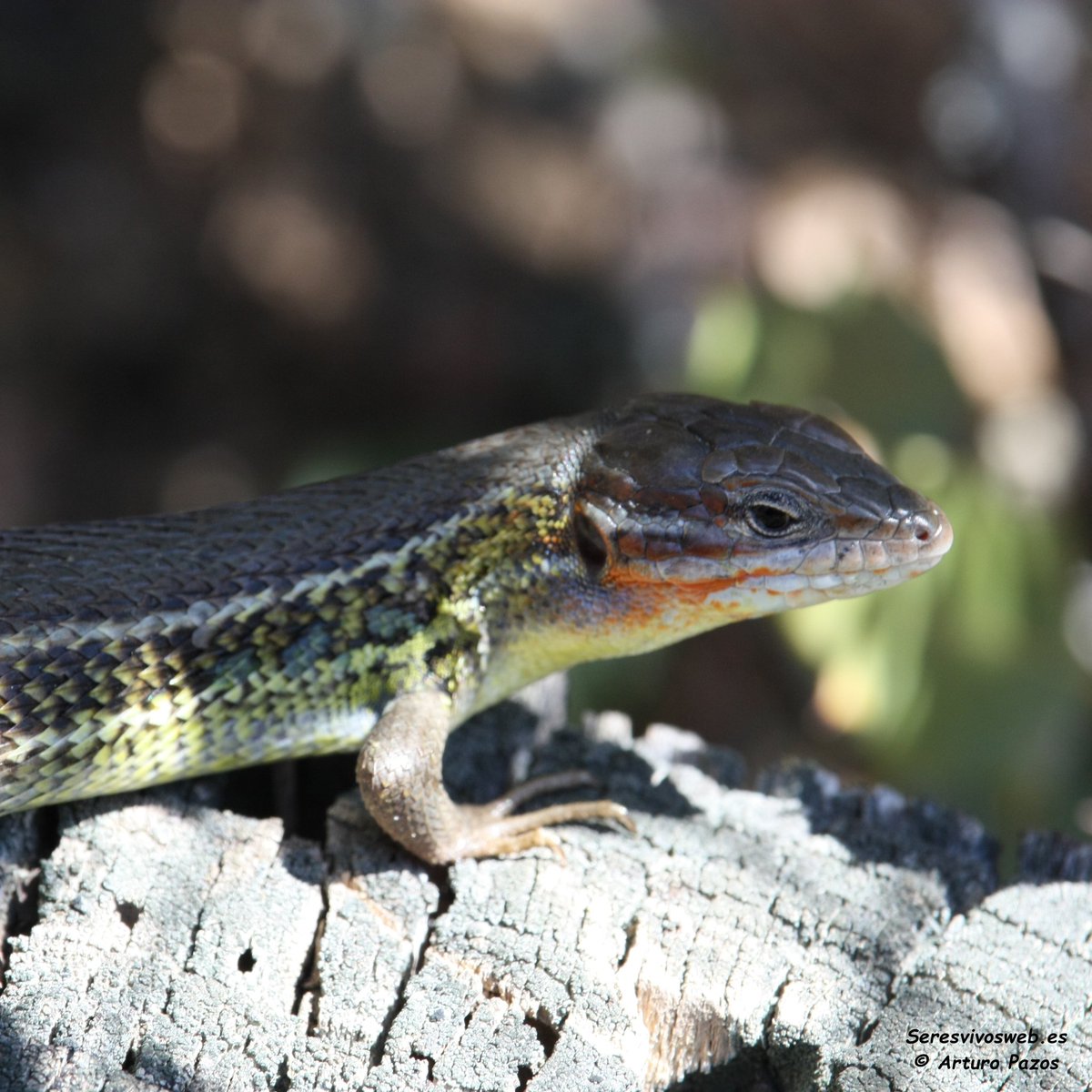 Lagartija colilarga, Psammodromus algirus (Linnaeus, 1758). Parece ser que esas tonalidades anaranjadas delatan la presencia de un macho en época de celo.

#Animales #lagartija #reptiles #Fauna #biodiversidad #vida #naturaleza #natural #MedioAmbiente #curiosidades #Foto #FOTOS