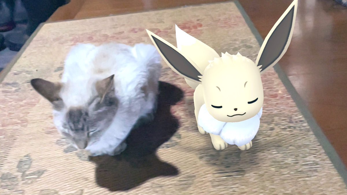 似た者同士😽

 #CuteAR大会2023
#ARofTheDay  #GOsnapshot 
#PokemonGoAR  #イーブイ