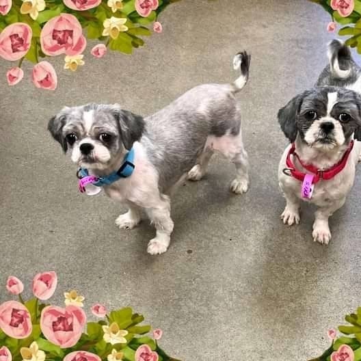 Lovely twine dogs  🥰