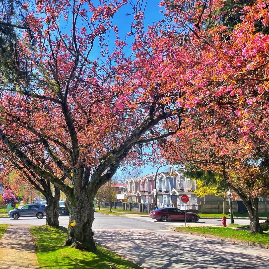 Hiro_mikitani1's tweet photo. ๐ณ๐ธ๐ฟ๐ท๐บ
#ๆฅ #springvibes #springtime #springisher #blossom #sakura #cherryblossom #wanderlust #adventurevisuals https://t.co/oSyWHGqxKh