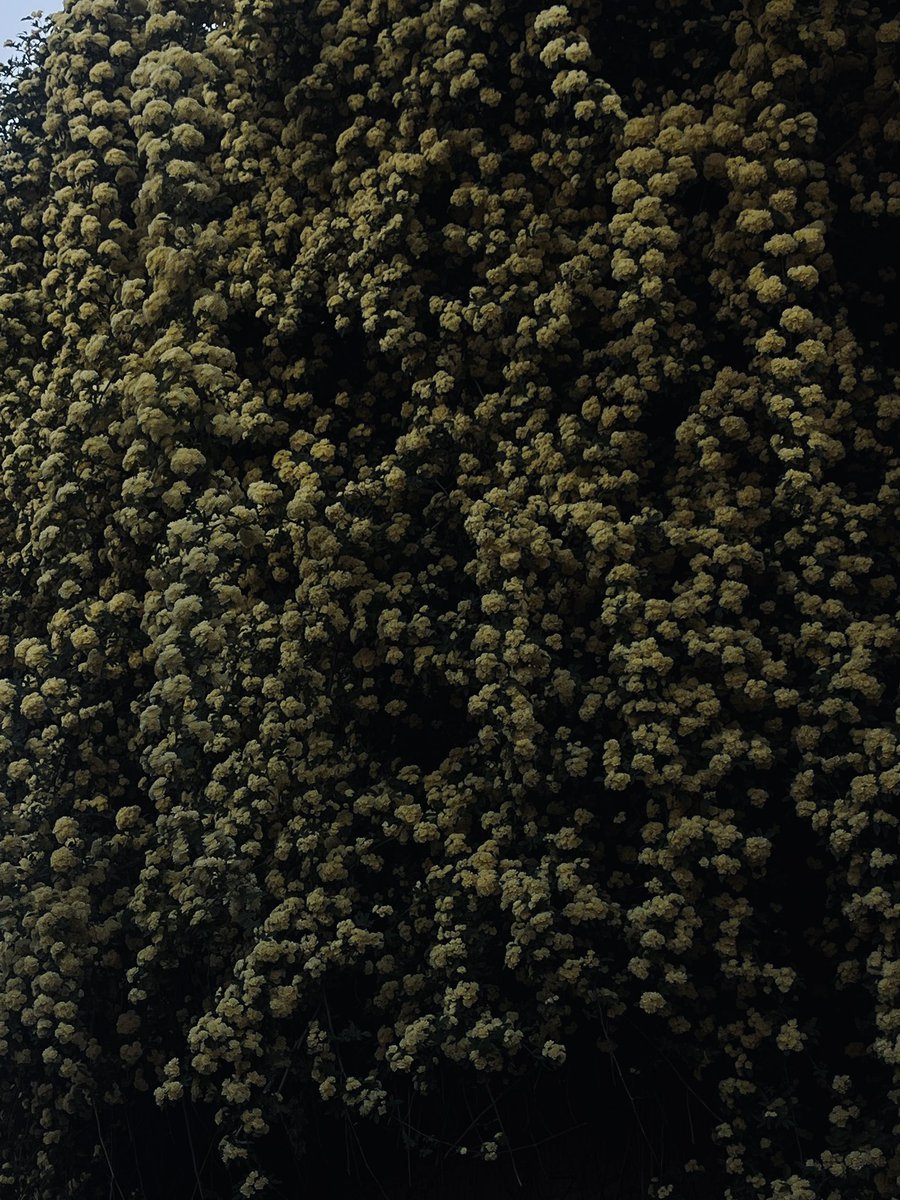 sohheill tweet media