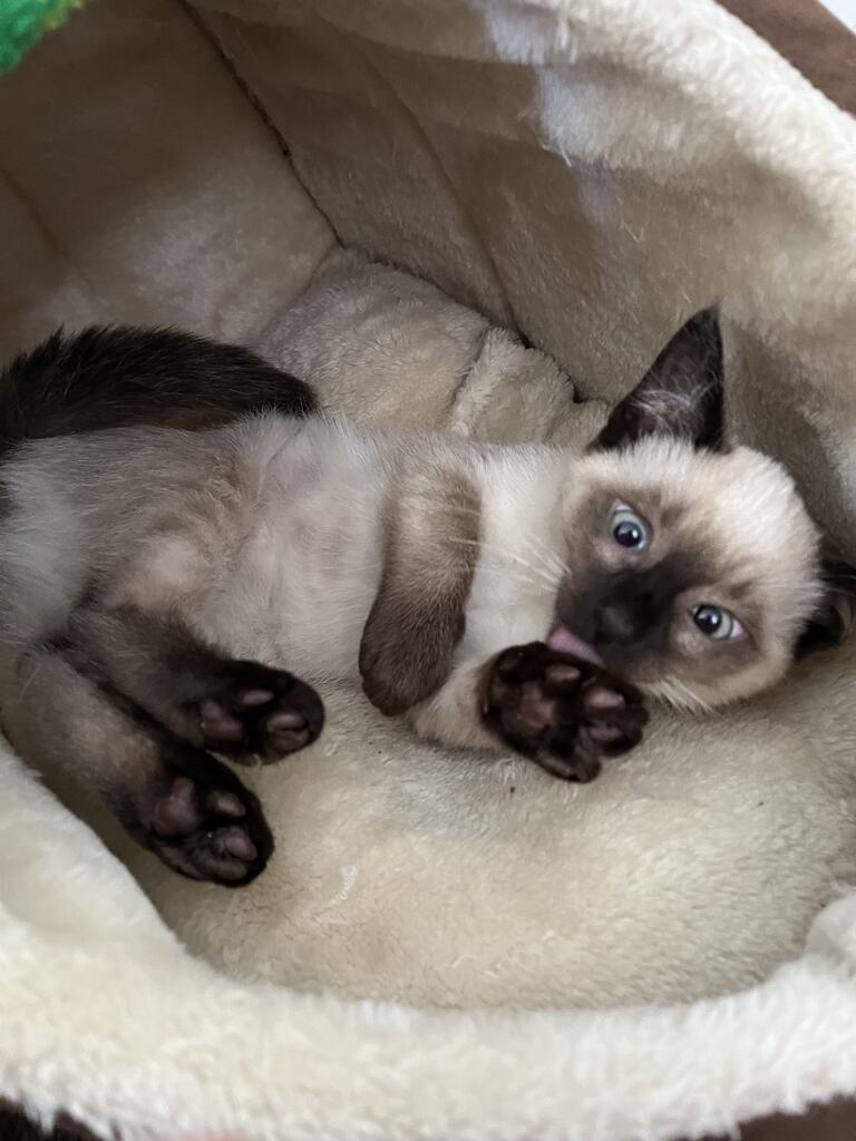 My kitten Equinox and her lovely toe beans 🥰🥰 via reddit.com/r/jellybeantoe…
