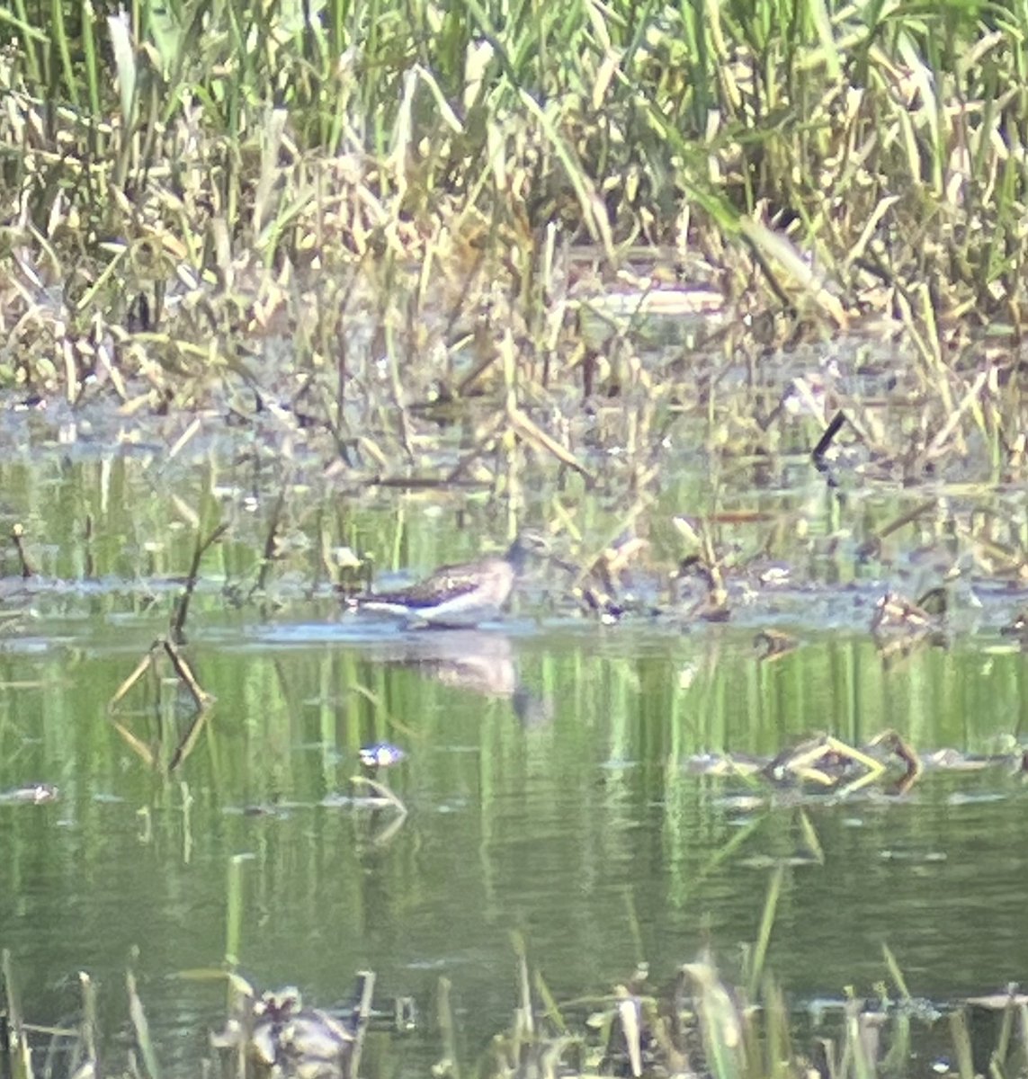 Will Walmsley tweet media