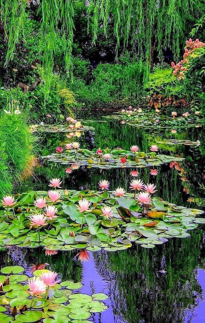 Waterlilies...

Claude Monet's Garden at Giverny.