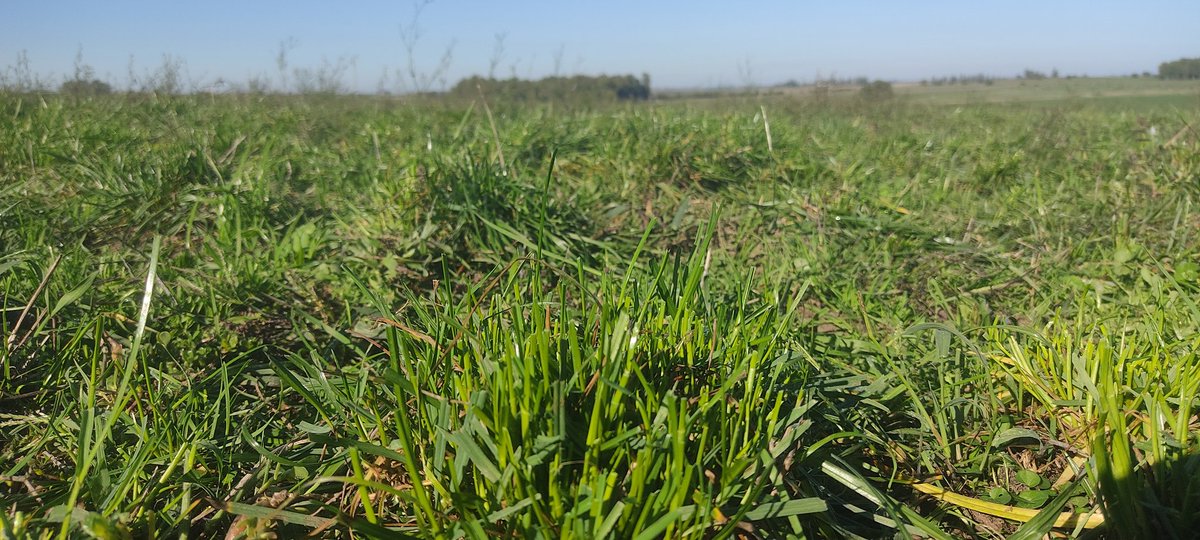 Juanchi Tafernaberry tweet media