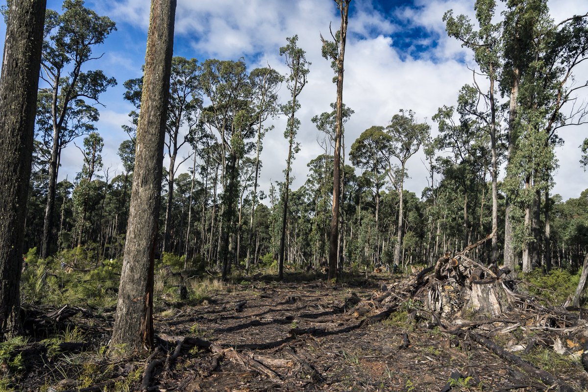MattH093's tweet photo. First time stepping foot in a logging coup, documenting the activities of some very dedicated forest activists surveying for threatened and endangered species in defiance of anti-forestry protest laws which came into effect in Victoria today. #EndLogging #ProtectProtest https://t.co/vOYKr6RLuo