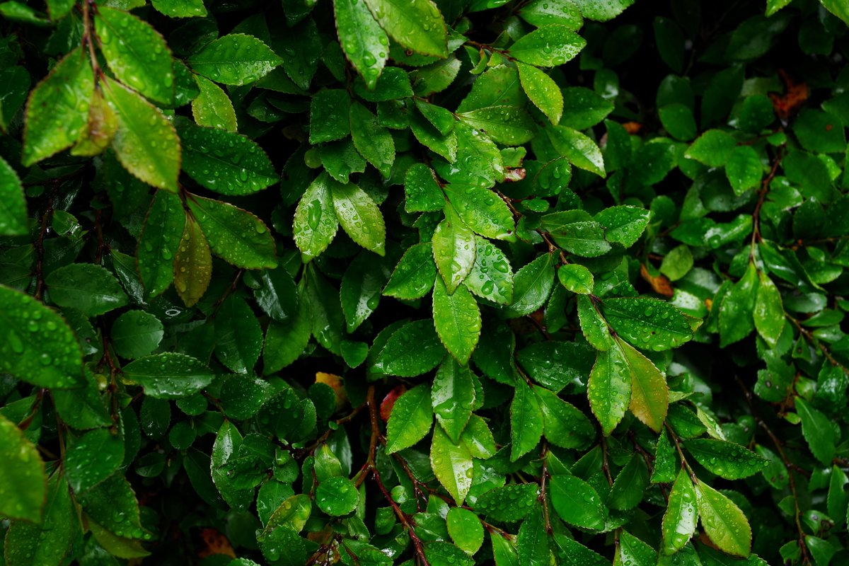 emiripapas's tweet photo. 雨上がりはなんでも写真になります。特にKFは防滴なのでまだ小雨でも出発できます。心強い。PENTAX KF smc PENTAX-FA 31mm F1.8 AL Limited 31.0 mm 126b7107e00b4bcaa_x2/80 F5.6 -0.7 ISO200　#pentax #pentax_kf https://t.co/RdsnZkZ8Pg