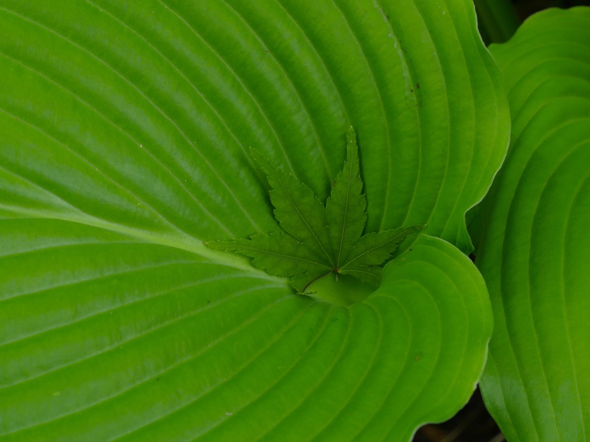 emiripapas's tweet photo. 同じくsmc PENTAX-A 50mm F2.8MACROですがこちれはGX8やG9のM4/3との組み合わせ。100mmMACRO相当です。これはこれで。#pentax https://t.co/9e0BzfcFar