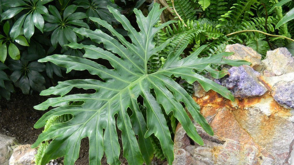 friendsTBcon's tweet photo. Visitors in town this #LongWeekend? #ThunderBay's Centennial Botanical Conservatory is a #MustSee, the only #tropical jungle in all of Northwestern Ontario. Open Saturday &amp; Sunday 12 pm-8 pm, Monday 10 am-4 pm. 
Donations welcomed at the door.
#TBay #BotanicalConservatory https://t.co/m9mpj0jdrj